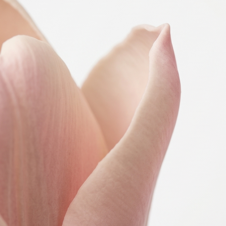 Lumora – Real Touch Tulip Bouquet
