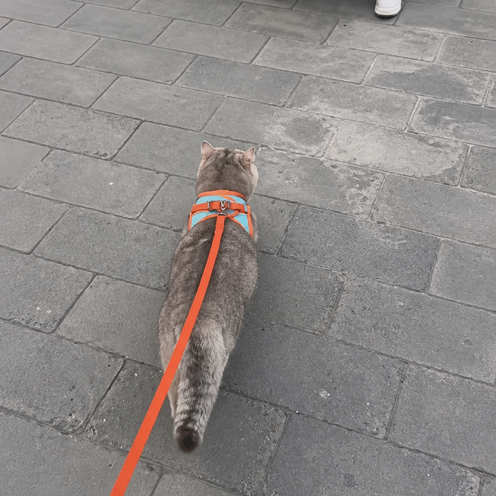 PurrPath – Reflective Step-In Cat Harness
